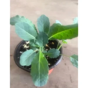 3 Kale Plants - Live Blue Kale Vegetable Plant for Planting, 4 to 6 Inch Tall in 4 Inch Pot