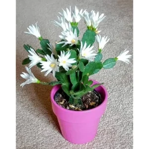 White Easter Cactus Plant - 5 to 9 Inches - Potted Live Succulent