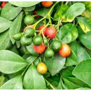 Live Orange Jasmine Plant - 6 Inch Pot - Fragrant White Blooms - Murraya Paniculata