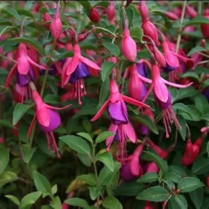 Set 2 Fuchsia Plants Pink Purple Violet 4-6