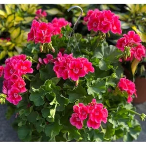 Live Geranium Plant - 4 to 6 Inch Tall - Red Crimson Flowers