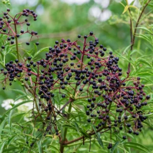 2 Elderberry Plants Sambucus Edible Berries Fast Growing, 12-18 Inch Tall