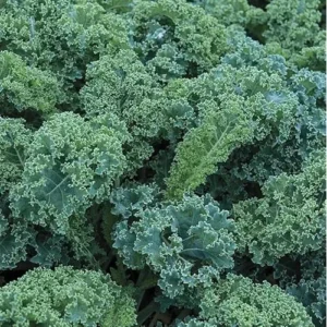3 Dwarf Blue Curled Kale Plants - 4-Inch Pot - Live Vegetable Plants