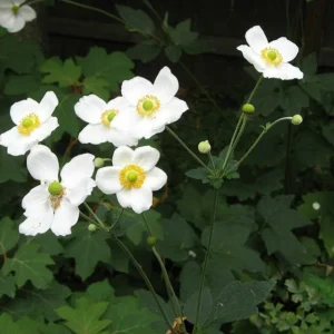 ANEMONE HONORINE JOBERT Starter Plant - 2.5 x 3.5-inch Pot - White Blooms