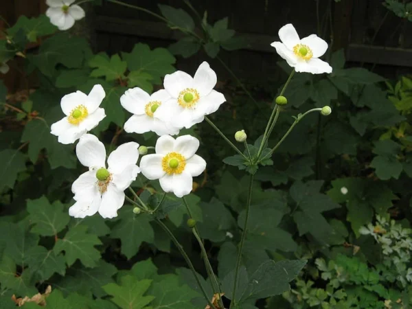 ANEMONE HONORINE JOBERT Starter Plant - 2.5 x 3.5-inch Pot - White Blooms