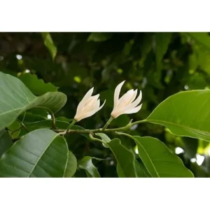 White Champaca Live Plant - 2 to 3 Feet - Magnolia Champaca in 3 Gallon Pot