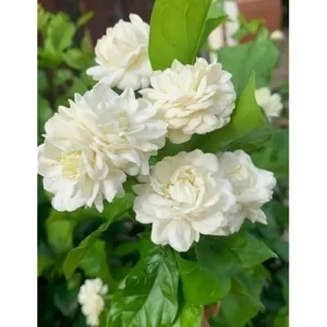 Grand Duke Jasmine Plant - 1 Feet Tall Gallon Pot, Double White Blooms