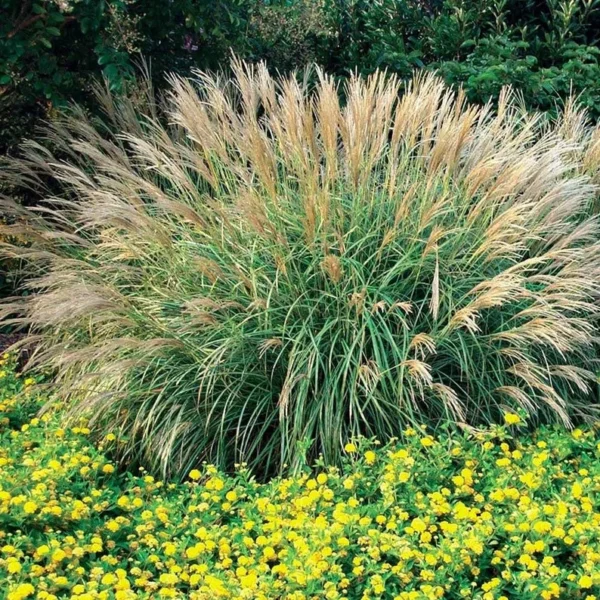 Adagio Miscanthus Grass Live 1 Gallon Plant – Dwarf, Fall Foliage, 5 ft Tall