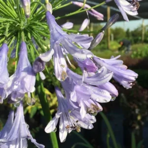 Agapanthus Lily of the Nile 1 Gallon Live Plant – Blue Flowers, Evergreen Perennial