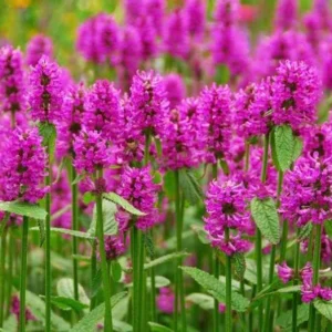 Agastache barberi ‘Tutti Frutti’ 1 Gallon Live Plant – Raspberry Blooms, Attracts Hummingbirds, Full Sun