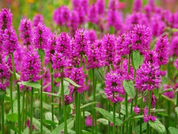 Agastache barberi ‘Tutti Frutti’ 1 Gallon Live Plant – Raspberry Blooms, Attracts Hummingbirds, Full Sun