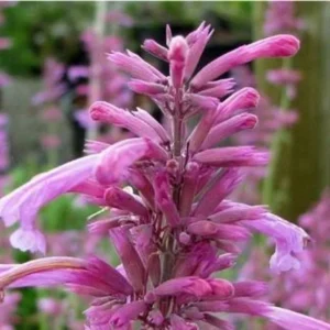 Agastache barberi ‘Tutti Frutti’ 1 Gallon Live Plant – Raspberry Blooms, Attracts Hummingbirds, Full Sun