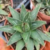 Agave Victoria Regina - 4in Pot - Rare Succulent - Easy Care Plant
