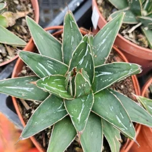 Agave Victoria Regina - 4in Pot - Rare Succulent - Easy Care Plant