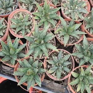 Agave Victoria Regina - 4in Pot - Rare Succulent - Easy Care Plant