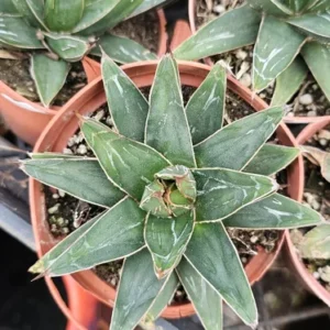 Agave Victoria Regina - 4in Pot - Rare Succulent - Easy Care Plant