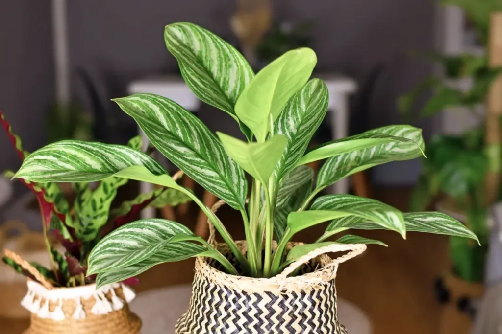 Aglaonema Maria care