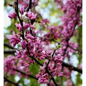 3 Eastern Redbud Trees - 2 to 3 Feet Tall Bare Roots - Hardy Pink Purple Flowers