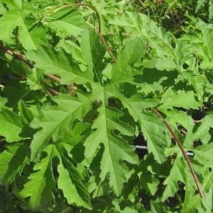 Alamo Vine Plant Live 1 Gallon – White Flowers, Evergreen Vine for Gardens