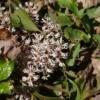 Allegheny Spurge Pachysandra procumbens Roots - 5 Count Flowering Groundcover