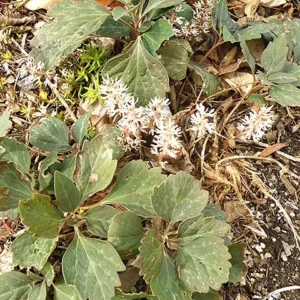 Allegheny Spurge Pachysandra procumbens Roots - 5 Count Flowering Groundcover