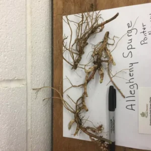 Allegheny Spurge Pachysandra procumbens Roots - 5 Count Flowering Groundcover