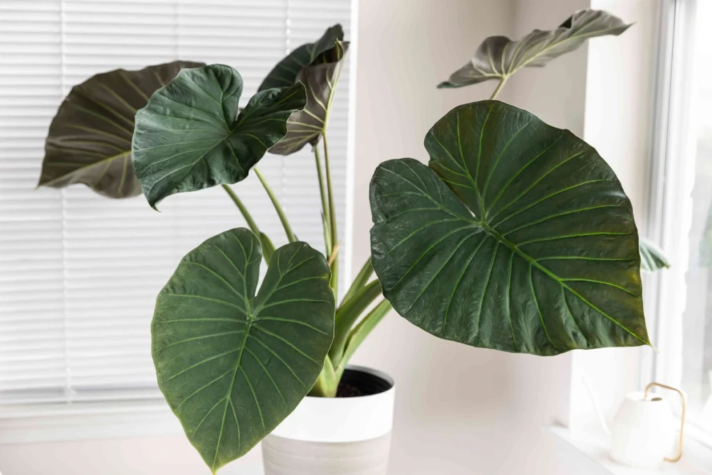 Alocasia, AKA Elephant Ear Plant