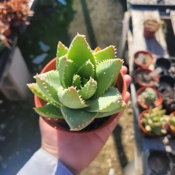 Aloe Brevifolia Succulent - 4in Pot - Drought Tolerant Beauty