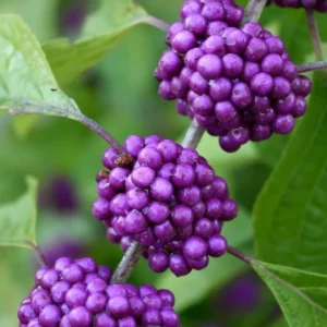 American Beautyberry Live Plant 1 Gallon – Pink Berry Shrub, Low Maintenance