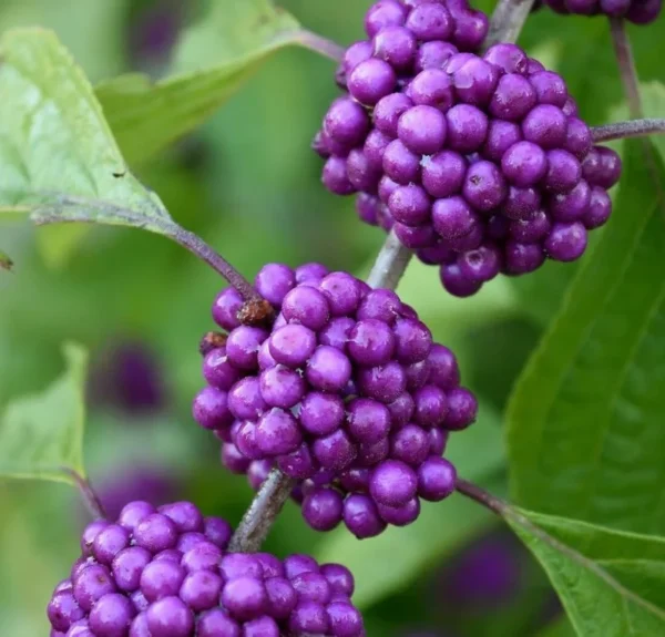 American Beautyberry Live Plant 1 Gallon – Pink Berry Shrub, Low Maintenance