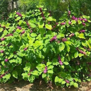 American Beautyberry Live Plant 1 Gallon – Pink Berry Shrub, Low Maintenance