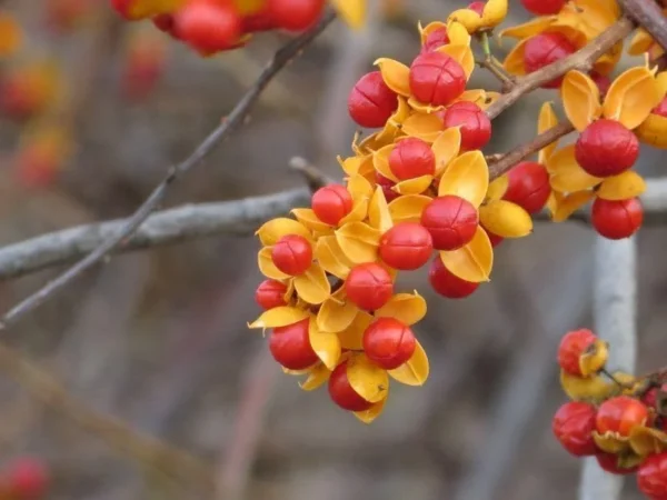 American Bittersweet Plants, American Bittersweet Vine Bareroots 12-18 Inch Tall - 2 Bare-roots - Climbing Vine with Autumn Fruit