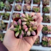 Anacampseros Telephiastrum 'Sunrise' - Rare Succulent - Rooted Cuting - Pink and Green