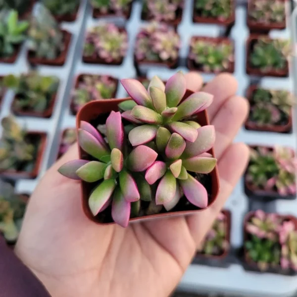 Anacampseros Telephiastrum 'Sunrise' - Rare Succulent - Rooted Cuting - Pink and Green