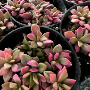 Anacampseros Telephiastrum 'Sunrise' - Rare Succulent - Rooted Cuting - Pink and Green