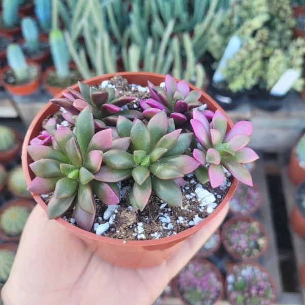 Anacampseros Telephiastrum 'Sunrise' - Rare Succulent - Rooted Cuting - Pink and Green