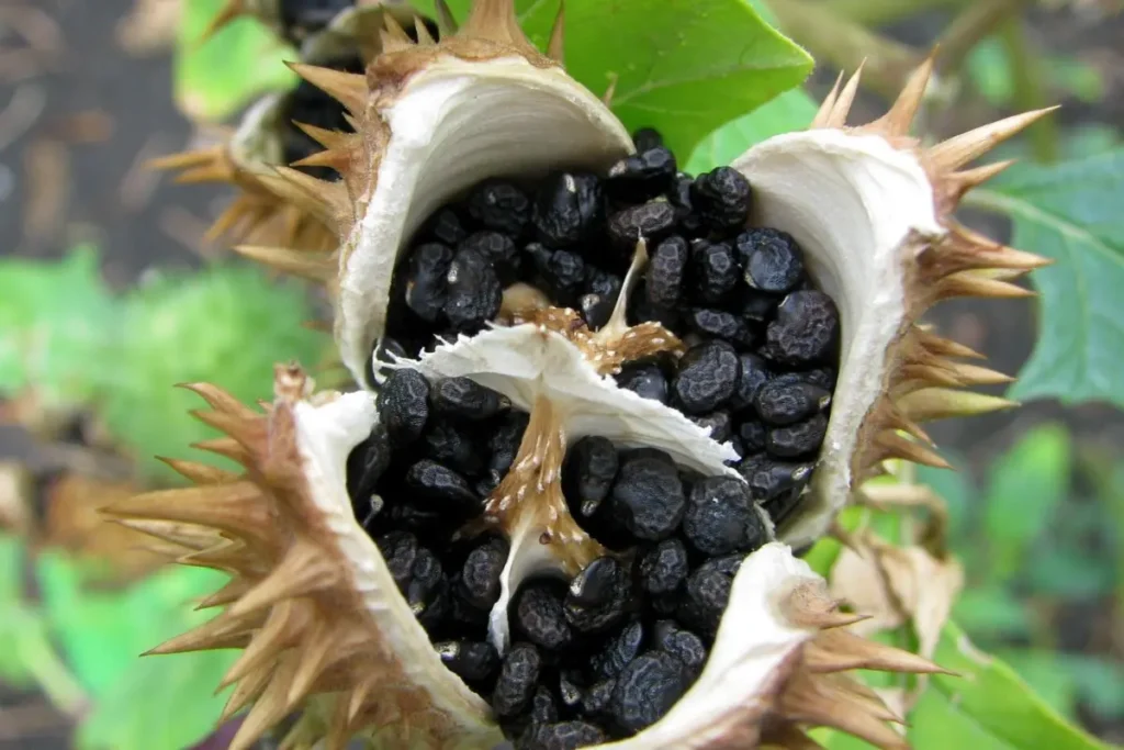 Angel’s Trumpet Seeds