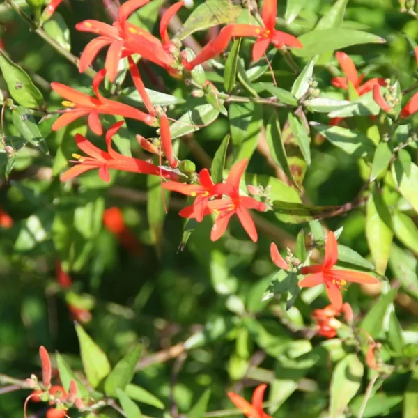 Anisacanthus quadrifidus Flame Acanthus Texas Native 1 Gallon – Red-Orange Blooms, Drought Tolerant