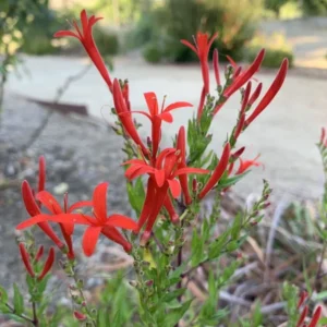 Anisacanthus quadrifidus Flame Acanthus Texas Native 4 Inch Plant – Hummingbird-Friendly, Red-Orange Blooms