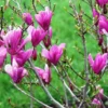 Ann Magnolia Shrub 2.5 inch Pot Deciduous Plant Purple-Red Flowers