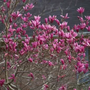 Ann Magnolia Shrub 2.5 inch Pot Deciduous Plant Purple-Red Flowers