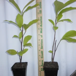 Ann Magnolia Shrub 2.5 inch Pot Deciduous Plant Purple-Red Flowers