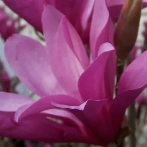 Ann Magnolia Shrub 2.5 inch Pot Deciduous Plant Purple-Red Flowers