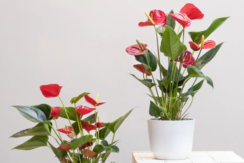 Anthurium, AKA Flamingo Flower