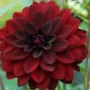 Arabian Night Dahlia Bulb - Large Decorative Blackish Red Dahlia Tuber
