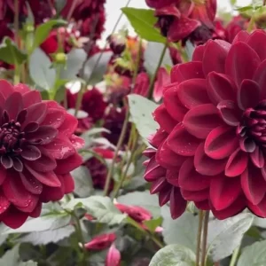 Arabian Night Dahlia Bulb - Large Decorative Blackish Red Dahlia Tuber