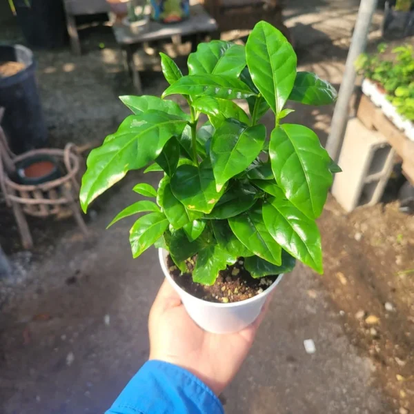 Arabica Coffee Plant 4in - Lush Indoor Coffee Tree - Easy Care