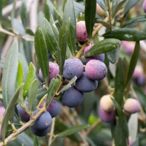 Arbequina Olive Tree - Self-Fertile and Hardy - Rooted Plant in 3" Pot