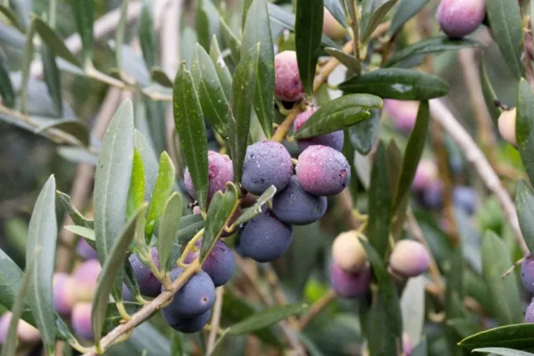 Arbequina Olive Tree - Self-Fertile and Hardy - Rooted Plant in 3" Pot