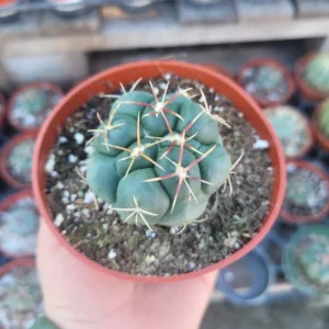 Rare Suncup Cactus - 4in Pot - Low Maintenance, Full Sun